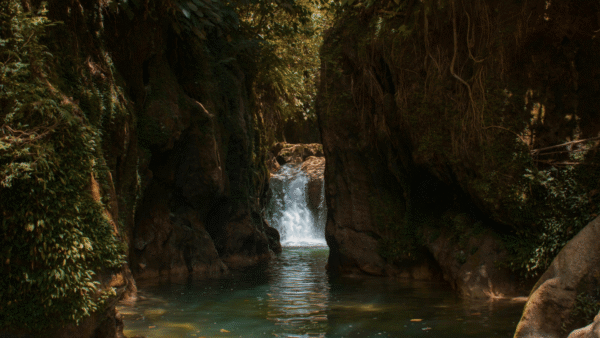 A jungle waterfall with a small stream flowing through lush greenery