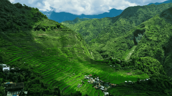 Lush green rice terraces of Banaue, Philippines, showcasing intricate patterns carved into the mountainside.