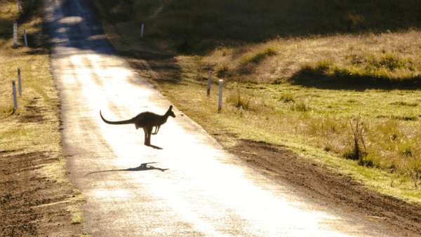 Photo of a Kangaroo on Road